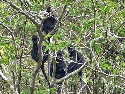 Trước tình hình cấp bách, nhiều tổ chức và cơ quan chính phủ đã triển khai các biện pháp bảo vệ loài vọoc đen gáy trắng. Các khu bảo tồn và vườn quốc gia như Vườn quốc gia Phong Nha - Kẻ Bàng, Khu bảo tồn thiên nhiên Vũ Quang và Khu bảo tồn thiên nhiên Kẻ Gỗ đã được thành lập để bảo vệ môi trường sống tự nhiên của loài vọoc này.(Ảnh: Ecology Asia)