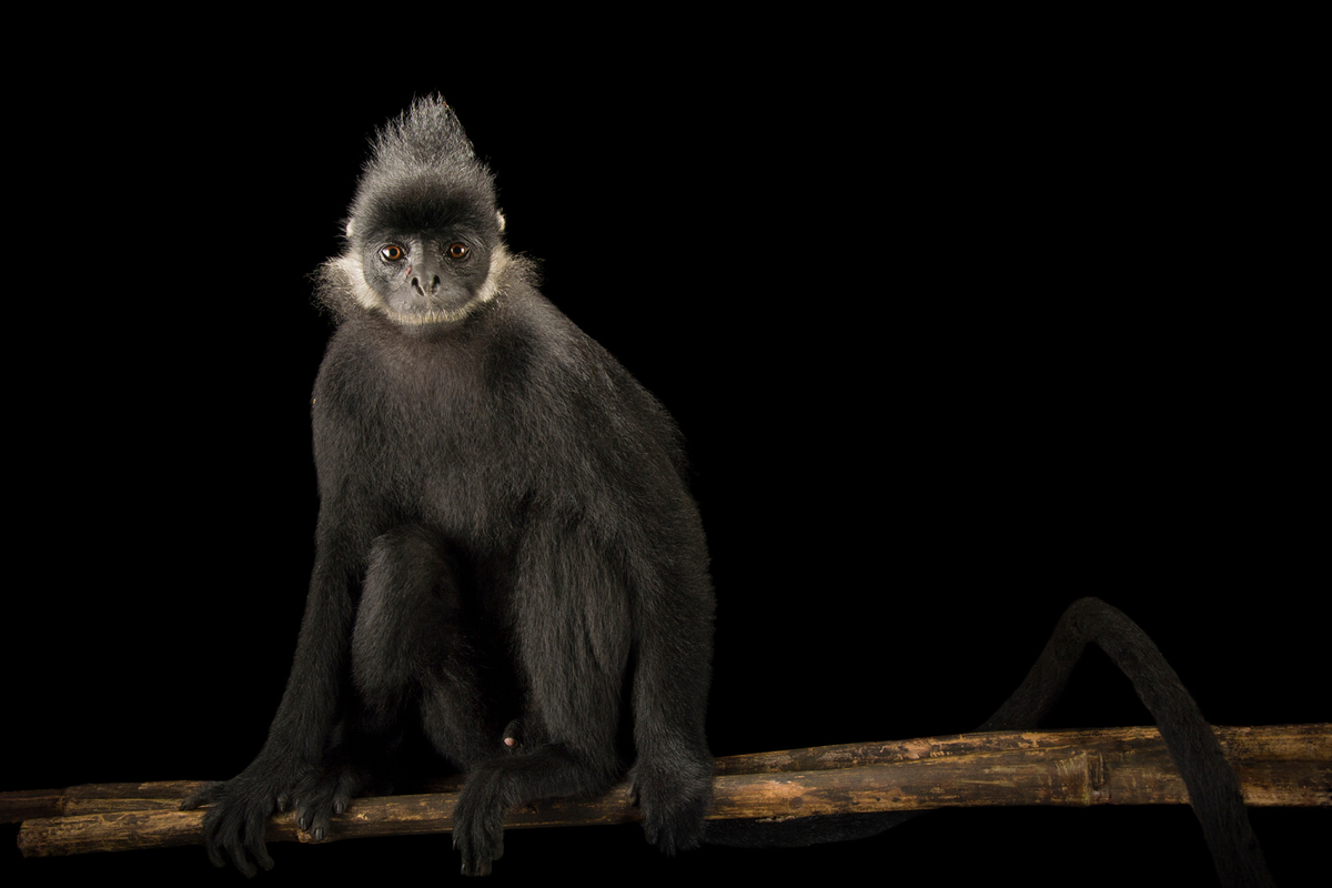 Sự việc xảy ra khi anh Nguyễn Hồng Thế bị cá thể voọc tấn công và cào vào lưng. Trước đó, người dân địa phương đã phát hiện cá thể voọc đen tiếp cận khu dân cư. Lực lượng chức năng dự kiến sẽ bắn gây mê và chuyển cá thể voọc vào rừng sâu để thả.(Ảnh: Joel Sartore)