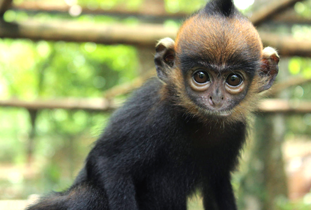 Ngoài ra, các chương trình giáo dục cộng đồng và nâng cao nhận thức về tầm quan trọng của việc bảo tồn loài vọoc đen gáy trắng cũng được triển khai. Những nỗ lực này không chỉ nhằm bảo vệ loài linh trưởng quý hiếm mà còn góp phần bảo vệ các loài động vật khác và duy trì sự đa dạng sinh học của các khu rừng miền Trung.(Ảnh: Endangered Primate Rescue Center)