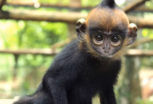 Ngoài ra, các chương trình giáo dục cộng đồng và nâng cao nhận thức về tầm quan trọng của việc bảo tồn loài vọoc đen gáy trắng cũng được triển khai. Những nỗ lực này không chỉ nhằm bảo vệ loài linh trưởng quý hiếm mà còn góp phần bảo vệ các loài động vật khác và duy trì sự đa dạng sinh học của các khu rừng miền Trung.(Ảnh: Endangered Primate Rescue Center)