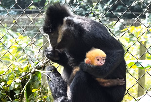 Theo Sách đỏ Việt Nam và Liên minh Bảo tồn Thiên nhiên Quốc tế (IUCN), vọoc đen gáy trắng được xếp vào hạng "cực kỳ nguy cấp". Nguyên nhân chính dẫn đến tình trạng này là do mất môi trường sống, khai thác rừng bừa bãi và săn bắt trái phép. Sự suy giảm nghiêm trọng của các khu rừng nguyên sinh đã làm giảm số lượng cá thể vọoc, đẩy loài này đến bờ vực tuyệt chủng.(Ảnh: Endangered Primate Rescue Center)