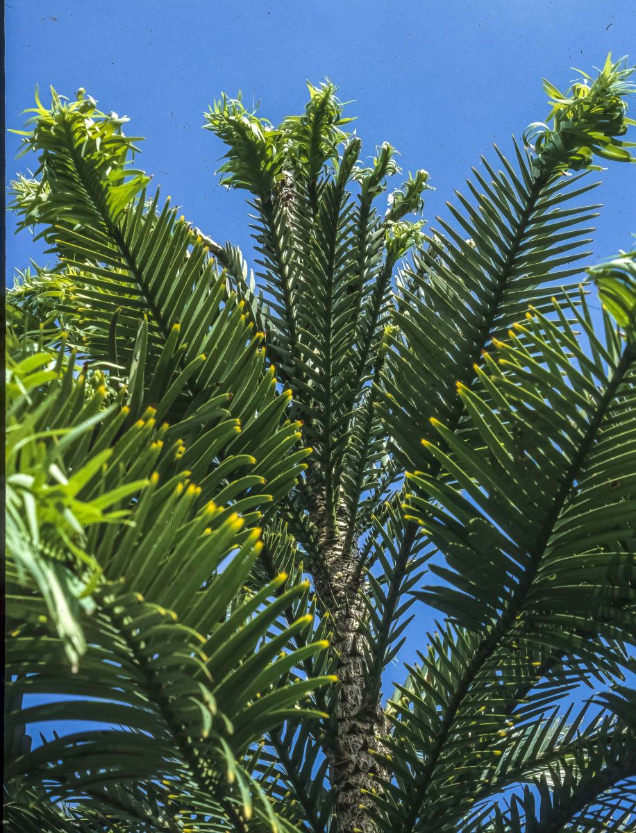 Hiện tại, thông Wollemi được xếp hạng cực kỳ nguy cấp (CR) trong Danh sách đỏ của Liên minh Quốc tế Bảo tồn Thiên nhiên và Tài nguyên Thiên nhiên (IUCN) và được chính phủ Úc bảo vệ ở chế độ đặc biệt. Chỉ có khoảng 200 cây sống tự nhiên tại một địa điểm bí mật trong Công viên Quốc gia Wollemi.(Ảnh: Australian Plants Society )