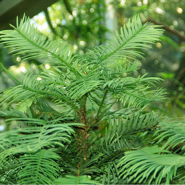 Loài thông này có tuổi thọ rất cao, một số cây hiện tại được ước tính sống từ 500-1.000 năm. Đây là lý do tại sao thông Wollemi được gọi là "hóa thạch sống" - chúng đã bảo tồn các đặc điểm của mình qua hàng triệu năm lịch sử.(Ảnh: Architectural Plants)