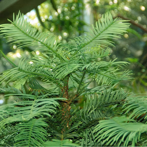 Loài thông này có tuổi thọ rất cao, một số cây hiện tại được ước tính sống từ 500-1.000 năm. Đây là lý do tại sao thông Wollemi được gọi là "hóa thạch sống" - chúng đã bảo tồn các đặc điểm của mình qua hàng triệu năm lịch sử.(Ảnh: Architectural Plants)