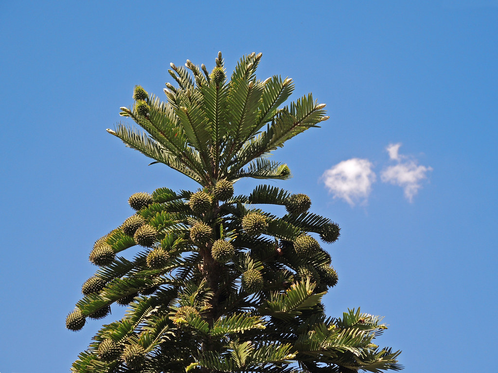Sự hồi sinh của thông Wollemi sau hàng triệu năm tuyệt chủng là minh chứng cho sức mạnh và sự bền bỉ của thiên nhiên. Việc bảo tồn loài cây này không chỉ giúp giữ gìn một phần di sản tự nhiên quý giá mà còn cung cấp những hiểu biết sâu sắc về sự tiến hóa và đa dạng sinh học của hành tinh chúng ta.(Ảnh: Flickr)