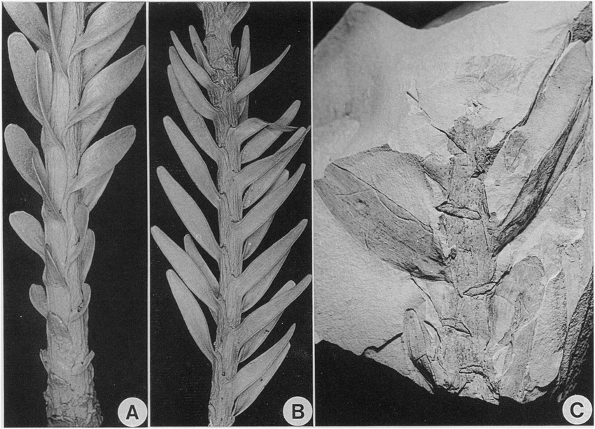 Gần đây, các nhà khoa học từ Úc, Mỹ và Ý đã giải mã bộ gene của thông Wollemi, qua đó hiểu rõ hơn về quá trình tiến hóa và sinh sản độc đáo của loài này. Bộ gene của chúng có 12,2 tỷ cặp nhiễm sắc thể cơ bản, cao gấp bốn lần so với con người. Tuy nhiên, cây gặp khó khăn trong việc sinh sản do số lượng lớn transposon, những đoạn DNA có khả năng di chuyển qua bộ gene.(Ảnh: ResearchGate)