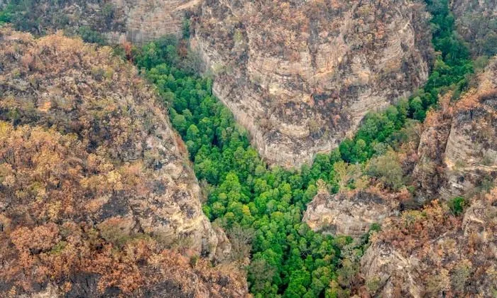 Các nỗ lực bảo tồn và nghiên cứu về thông Wollemi tiếp tục khẳng định tầm quan trọng của việc bảo vệ môi trường và các loài sinh vật quý hiếm. (Ảnh: GETTY IMAGES)