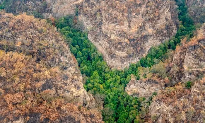 Các nỗ lực bảo tồn và nghiên cứu về thông Wollemi tiếp tục khẳng định tầm quan trọng của việc bảo vệ môi trường và các loài sinh vật quý hiếm. (Ảnh: GETTY IMAGES)