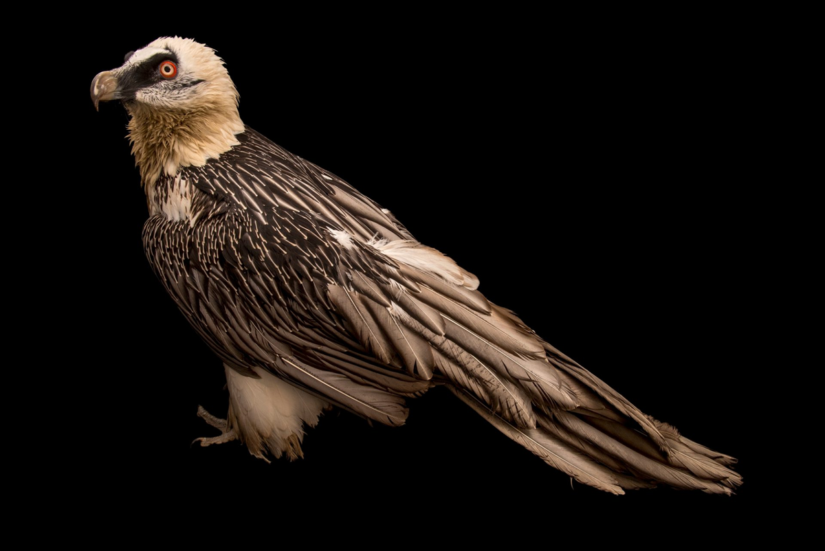 Bộ lông của kền kền râu trưởng thành chủ yếu có màu xám đậm điểm trắng, nhưng thường nhuốm màu cam gỉ do thói quen tắm trong đất giàu sắt và suối lưu huỳnh. Hành vi tắm nhuộm đỏ này không chỉ giúp chúng thể hiện năng lực với bạn tình và đối thủ mà còn chống lại vi khuẩn có trong thịt thối.(Ảnh: Joel Sartore)