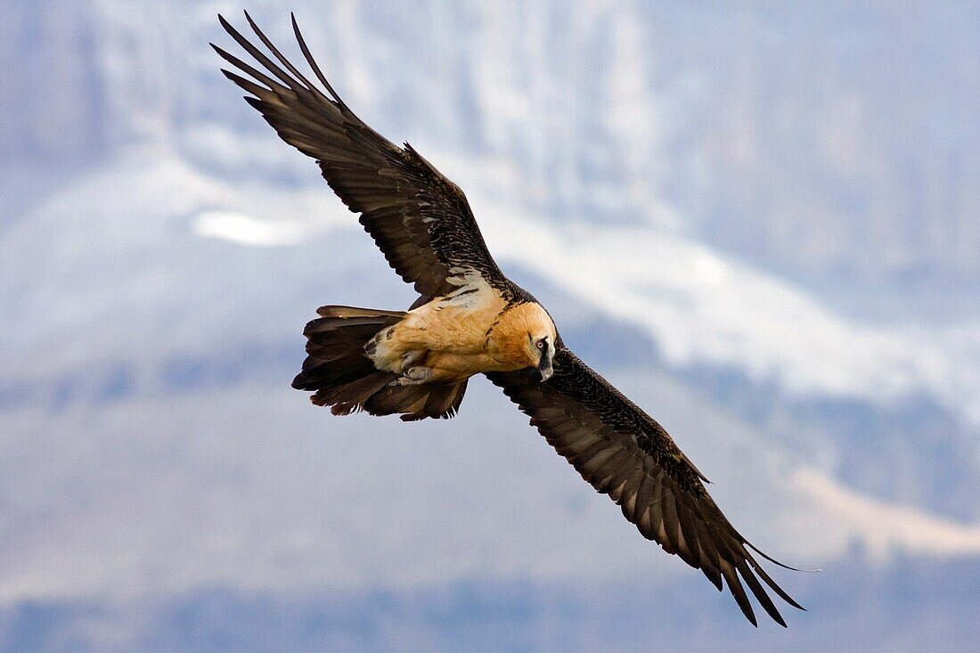 Kền kền râu từng được tìm thấy ở nhiều dãy núi thuộc châu Phi, châu Âu và châu Á. Tại châu Âu, chúng từng sống ở các dãy núi phía nam lục địa, từ miền tây Tây Ban Nha qua dãy Alps đến vùng Balkan. Hiện nay, môi trường sống của chúng chỉ còn ở một số khu vực nhỏ như dãy Pyrenees và dãy Sierra Nevada ở Tây Ban Nha, dãy Alps, và các đảo Corsica và Crete ở Địa Trung Hải. Môi trường sống bị thu hẹp là một trong những thách thức lớn đối với sự tồn tại của loài này.(Ảnh: lookphotos)