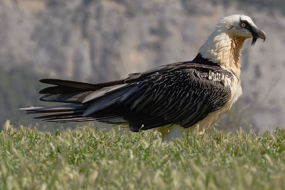 Kền kền râu không chỉ là biểu tượng của sức mạnh và sự kiên cường mà còn đóng vai trò quan trọng trong hệ sinh thái. Chúng giúp làm sạch môi trường bằng cách tiêu thụ xác thối, ngăn chặn sự lây lan của vi khuẩn và bệnh tật. Tuy nhiên, sự suy giảm môi trường sống và các nguy cơ từ con người đặt loài chim này vào tình trạng nguy hiểm.(Ảnh: Observation.org)