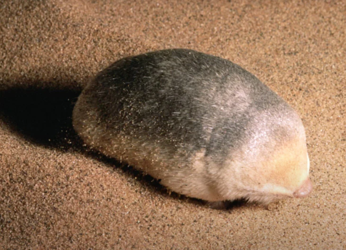 Việc tái phát hiện loài chuột chũi vàng De Winton mang lại một tia hy vọng mới trong nỗ lực bảo tồn các loài động vật quý hiếm. (Ảnh: Vietnam.vn)