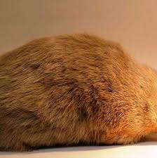 Hiện nay, nhiều loài đã tuyệt chủng với tốc độ cao hơn nhiều so với dự kiến trong quá trình tiến hóa, phần lớn là do tác động có hại của con người đến môi trường sống tự nhiên của chúng. Tuy nhiên, việc tìm thấy loài chuột chũi vàng De Winton đã mở ra nhiều cơ hội mới không chỉ cho loài chuột chũi này mà còn cho các loài khác đã biến mất hoặc đang bị đe dọa.(Ảnh: Terra)