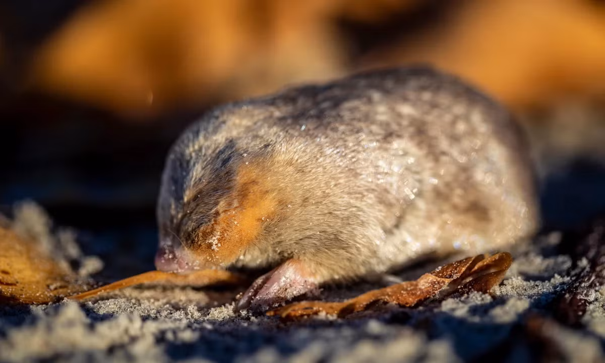 Cobus Theron, giám đốc bảo tồn cấp cao tại EWT và là thành viên của nhóm tìm kiếm, cho biết: "Bây giờ, chúng tôi không chỉ giải được câu đố về việc chuột chũi vàng De Winton chưa tuyệt chủng mà còn khai thác được ranh giới về eDNA. Kết quả này mở ra rất nhiều cơ hội, không chỉ cho loài chuột chũi mà còn cho các loài khác đã biến mất hoặc đang bị đe dọa".(Ảnh: The Guardian)