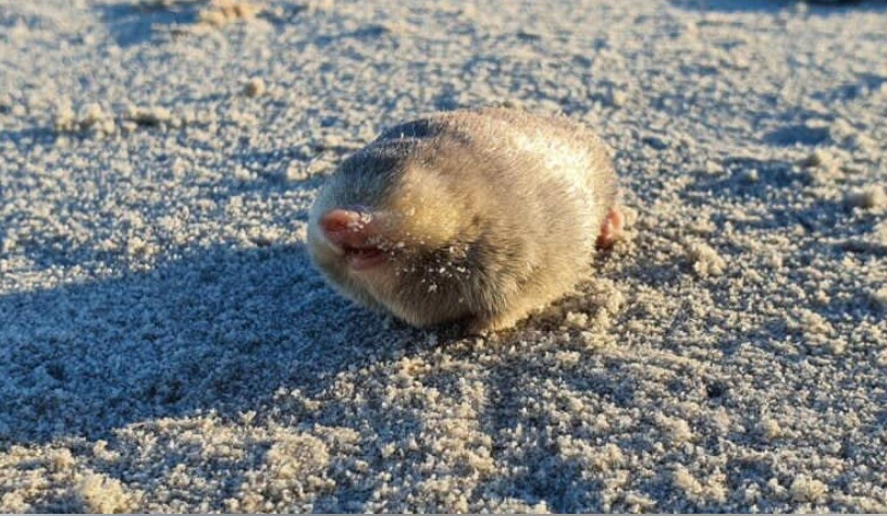 Cuối cùng, vào tháng 11/2023, đoàn nghiên cứu đã tìm thấy chuột chũi vàng De Winton ở thị trấn ven biển Port Nolloth, phía tây bắc Nam Phi. Jessie đã đánh hơi và giúp nhóm thu thập mẫu đất mang đi thử nghiệm DNA môi trường (eDNA). Từ đó, nhóm đã xác định được DNA từ các tế bào da, nước tiểu, phân và chất nhầy của loài chuột chũi này và phát hiện ra hai con chuột chũi vàng De Winton sau khi tìm kiếm 18km cồn cát.(Ảnh: USA Herald)