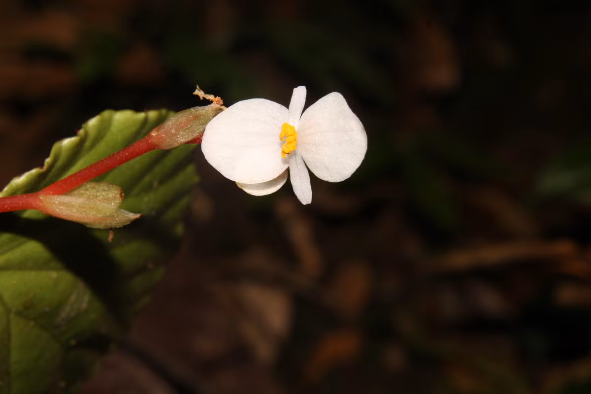 Begonia laxiflora có các cụm hoa dài và quả nang không lông, dễ dàng phân biệt với các loài thu hải đường khác trong khu vực.(Ảnh: Báo Quảng Trị)