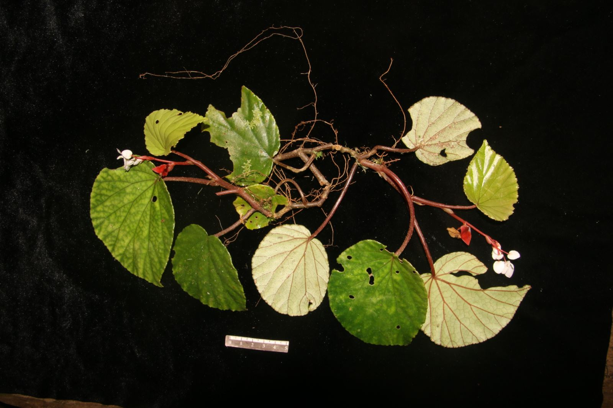 Việc phát hiện loài thu hải đường hoa thưa là bước tiến quan trọng trong việc bảo vệ hệ sinh thái quý giá của khu vực, góp phần vào sự phát triển bền vững và nâng cao ý thức cộng đồng về việc bảo vệ thiên nhiên và bảo tồn các loài thực vật quý hiếm, đặc biệt trong bối cảnh biến đổi khí hậu và suy giảm đa dạng sinh học toàn cầu.(Ảnh: Báo tin tức)