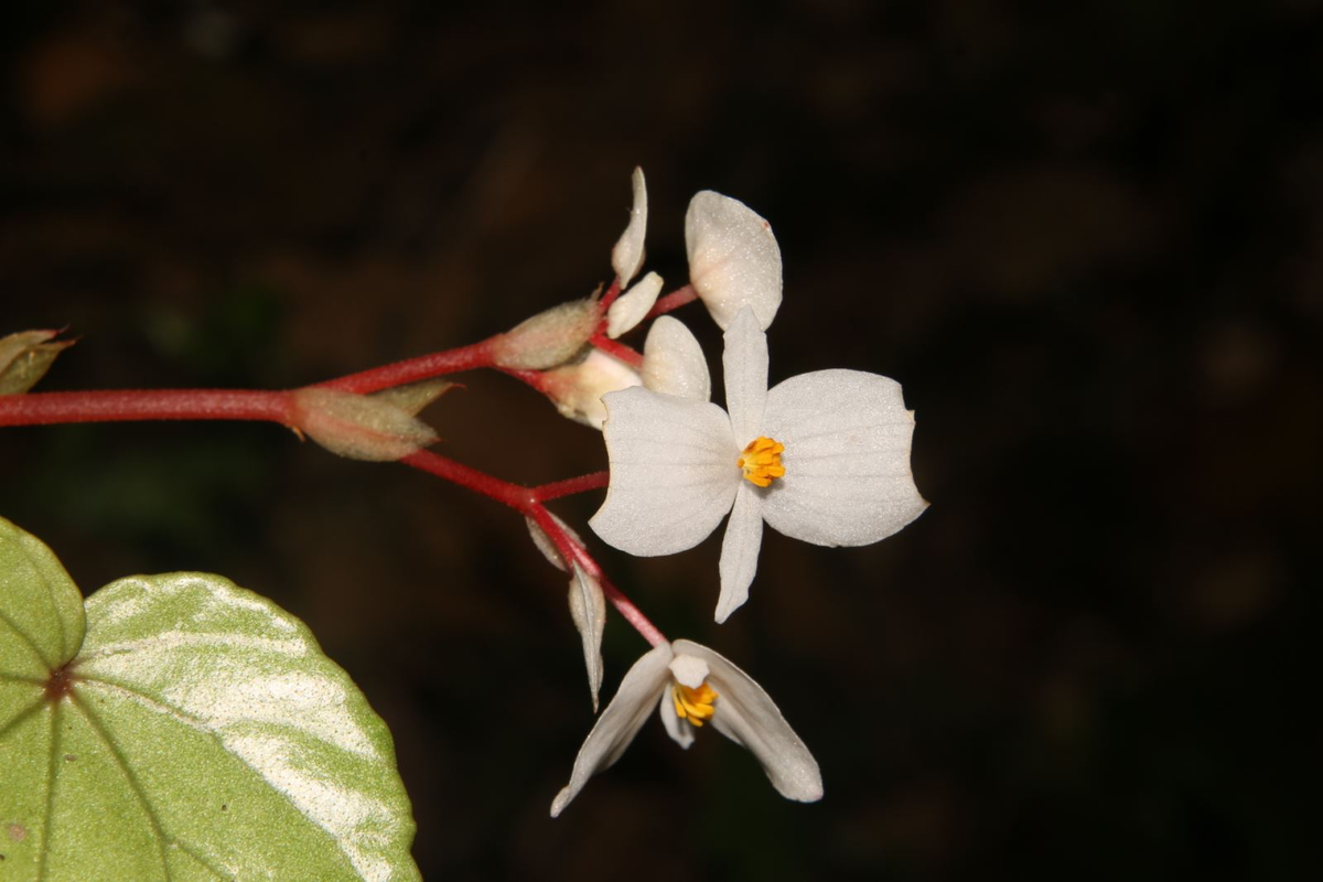 Bà Annie Wallace, Giám đốc Văn phòng Biến đổi Khí hậu, Năng lượng và Môi trường (USAID Việt Nam) cũng khẳng định sự hợp tác hiệu quả trong bảo tồn đa dạng sinh học với Chính phủ Việt Nam.(Ảnh: Báo tin tức)