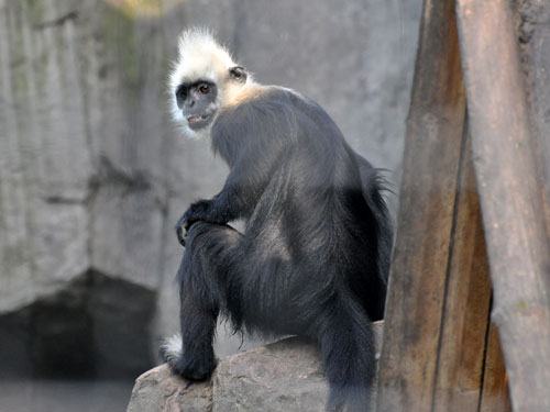 Các cá thể voọc Cát Bà hiện đang được bảo vệ nghiêm ngặt trong Vườn Quốc gia Cát Bà. (Ảnh: ZOOINSTITUTES)