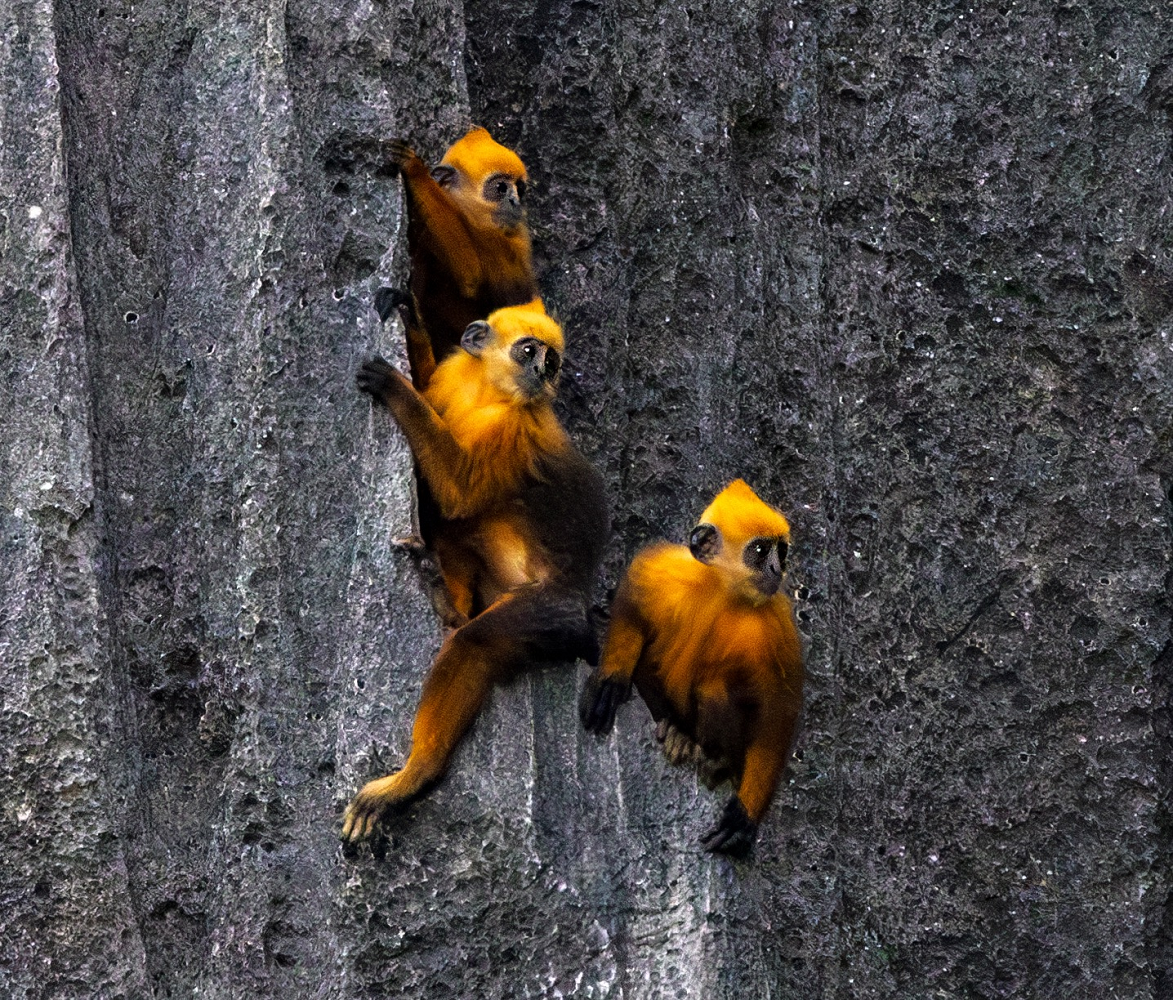 Loài này có tuổi thọ trung bình từ 25 đến 30 năm, và mỗi kỳ sinh sản kéo dài hơn hai năm, mỗi lần sinh một con. (Ảnh: Heritage)