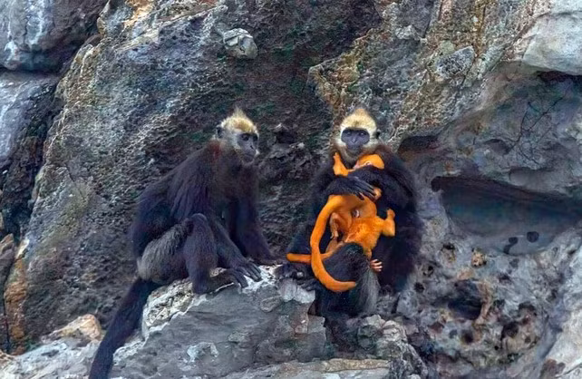 Voọc đầu trắng sinh sống ở độ cao từ 100 đến 150 mét, trong rừng cây leo và gỗ hoặc trên các vách đá dựng đứng. (Ảnh: Người Đưa Tin)