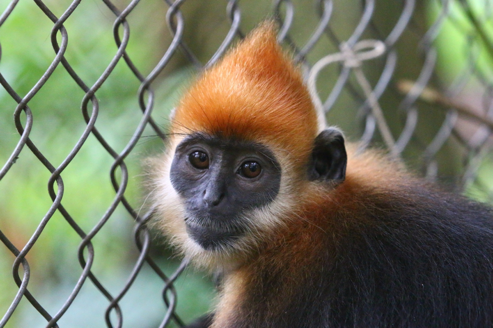 Nỗ lực bảo tồn từ các tổ chức và cộng đồng địa phương đã giúp bảo vệ và phát triển quần thể voọc Cát Bà. Tình trạng cô lập địa lý của chúng tăng cường nguy cơ giao phối cận huyết, gây hại cho vốn gen của loài. Tuy nhiên, sự cống hiến không mệt mỏi của các nhà bảo tồn đã đem lại những dấu hiệu lạc quan cho sự tồn vong của loài linh trưởng hiếm hoi này. (Ảnh: Endangered Primate Rescue Center)