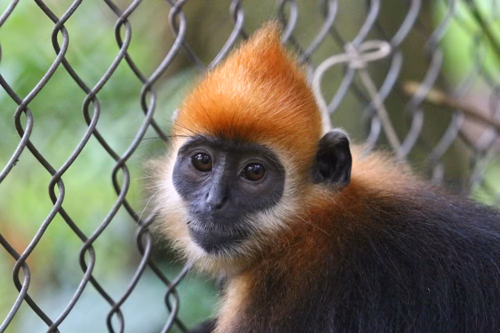 Nỗ lực bảo tồn từ các tổ chức và cộng đồng địa phương đã giúp bảo vệ và phát triển quần thể voọc Cát Bà. Tình trạng cô lập địa lý của chúng tăng cường nguy cơ giao phối cận huyết, gây hại cho vốn gen của loài. Tuy nhiên, sự cống hiến không mệt mỏi của các nhà bảo tồn đã đem lại những dấu hiệu lạc quan cho sự tồn vong của loài linh trưởng hiếm hoi này. (Ảnh: Endangered Primate Rescue Center)