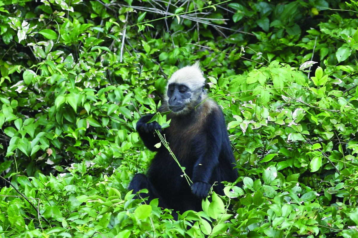 Voọc đầu trắng, hay còn gọi là voọc Cát Bà (Trachypithecus poliocephalus), là loài vật quý hiếm chỉ còn tồn tại ở đảo Cát Bà, Việt Nam. Hiện chỉ còn khoảng 90 cá thể voọc đầu trắng, và loài này đang đứng trước nguy cơ tuyệt chủng cao nhất hành tinh. (Ảnh: