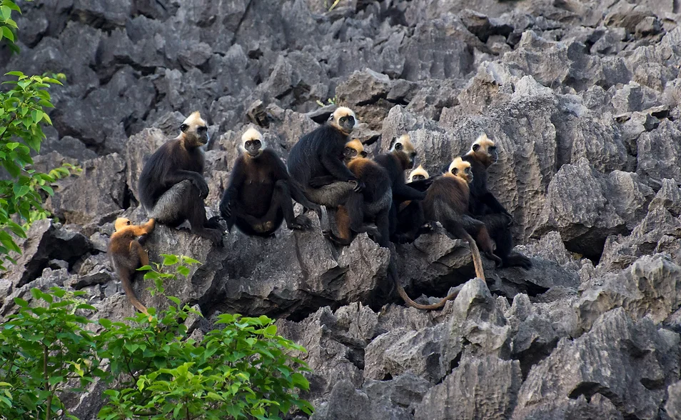 Chúng sống thành bầy từ 10 đến 20 cá thể, được dẫn dắt bởi một con đực đầu đàn. (Ảnh: Primate Watching)