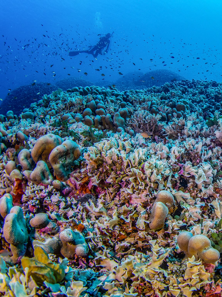 Được cho là có tuổi đời lên tới vài thế kỷ, rạn san hô này là một cấu trúc độc lập bao gồm gần một tỷ động vật polyp. (Ảnh: National Geographic)