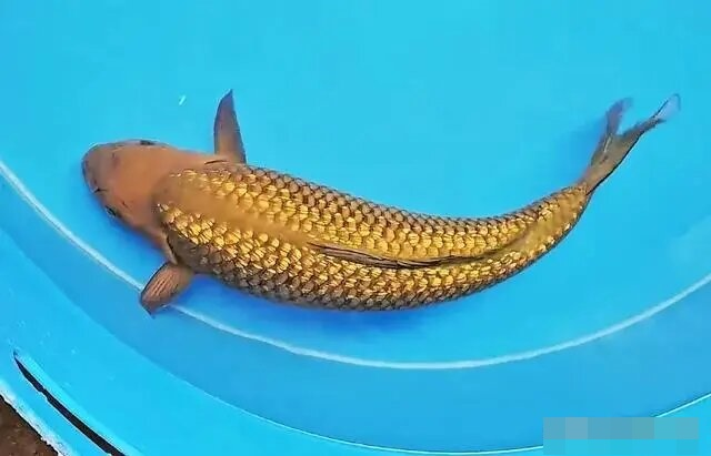 Cư dân mạng đã gọi nó là "kim ngư" và có nhiều ý kiến về nguồn gốc và vẻ đẹp của con cá này.(Ảnh: Sohu)