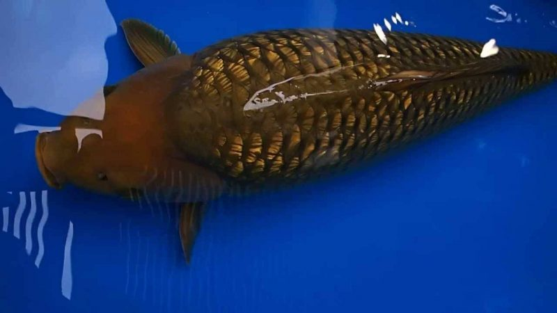 Cá Koi Chagoi được yêu thích không chỉ bởi vẻ đẹp và tính cách thân thiện, mà còn bởi ý nghĩa tinh thần và phong thủy, tượng trưng cho sự kiên nhẫn, sức mạnh, hòa bình, đoàn kết, giàu có và may mắn. (Ảnh: Thiên Dương Koi)