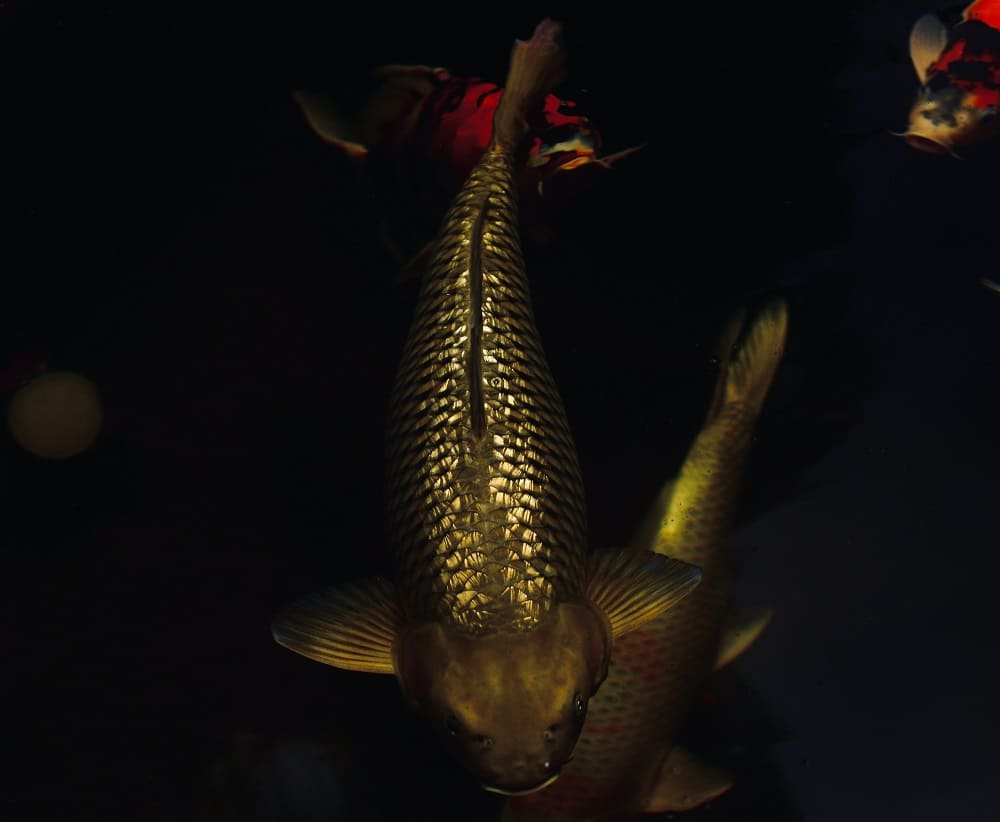 Cá Koi Chagoi còn được gọi là "Vua" của các loài Koi Nhật do khả năng dẫn đầu đàn cá và tạo ra sự gắn kết trong đàn.(Ảnh: Pixabay)