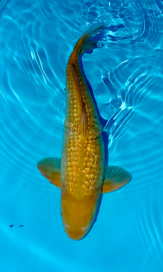 Với những giá trị này, cá Koi Chagoi luôn là sự lựa chọn ưu tiên của nhiều người khi nuôi cá Koi.(Ảnh: Complete Koi)