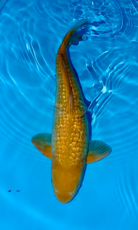 Với những giá trị này, cá Koi Chagoi luôn là sự lựa chọn ưu tiên của nhiều người khi nuôi cá Koi.(Ảnh: Complete Koi)