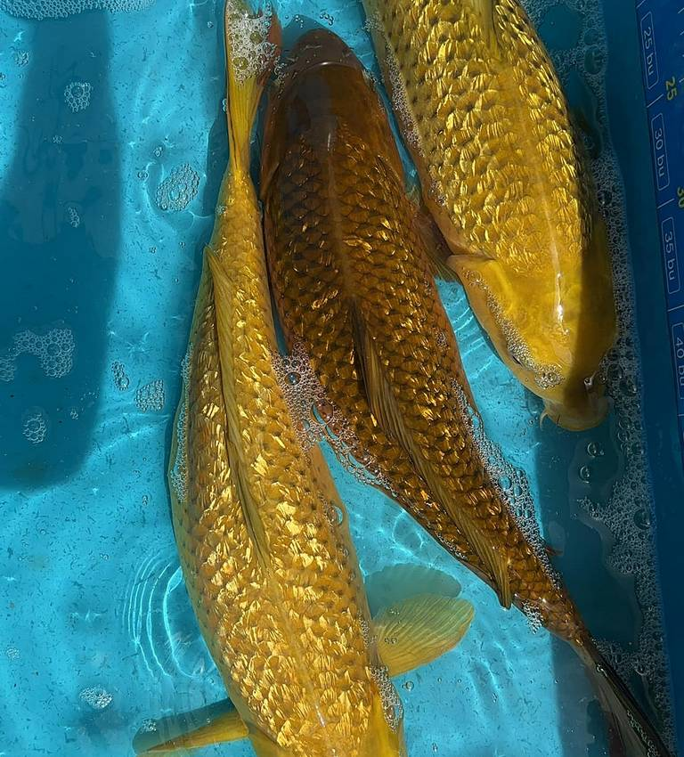 Theo chuyên gia, con cá này thuộc loài cá Koi Chagoi, một dòng cá Koi được ưa chuộng và có nguồn gốc từ Nhật Bản. (Ảnh: Zen Koi Garden)