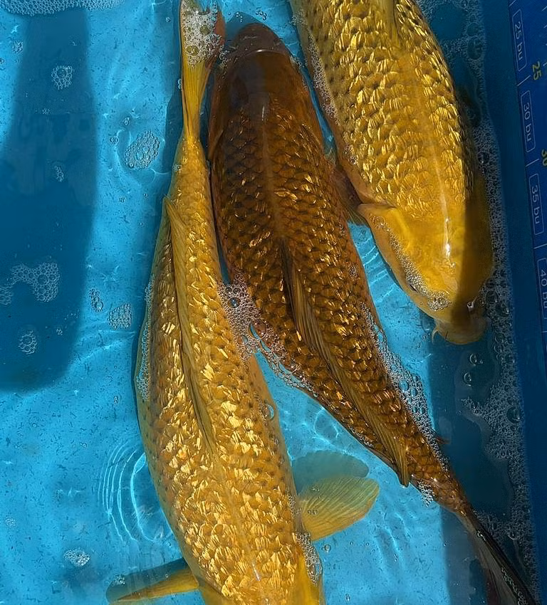 Theo chuyên gia, con cá này thuộc loài cá Koi Chagoi, một dòng cá Koi được ưa chuộng và có nguồn gốc từ Nhật Bản. (Ảnh: Zen Koi Garden)