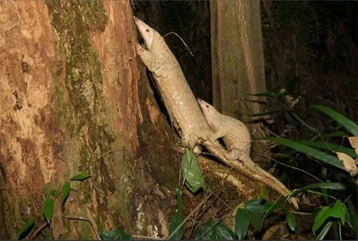 4. Tê tê Java (Manis javanica): Tê tê Java có lớp vảy cứng bảo vệ và thường cuộn tròn lại khi gặp nguy hiểm. Chúng sinh sống trong các khu rừng nhiệt đới và ăn kiến, mối. Tê tê Java hiện đang bị săn bắt nhiều do giá trị thương mại của vảy và thịt. Loài động vật này được xếp vào danh sách cực kỳ nguy cấp.(Ảnh: ĐC-KNT)