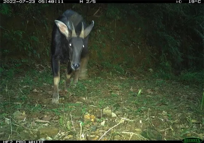 8. Sơn dương (Capricornis sumatraensis): Sơn dương, còn gọi là bò sừng, có bộ lông dày và màu nâu đen. Chúng sống ở vùng núi cao và có khả năng leo trèo xuất sắc. Sơn dương ăn lá cây, cỏ và thảo mộc. Săn bắt và mất môi trường sống là những mối đe dọa chính đối với loài này.(Ảnh: ĐC-KNT)
