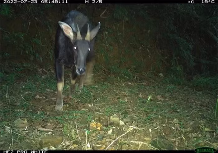 8. Sơn dương (Capricornis sumatraensis): Sơn dương, còn gọi là bò sừng, có bộ lông dày và màu nâu đen. Chúng sống ở vùng núi cao và có khả năng leo trèo xuất sắc. Sơn dương ăn lá cây, cỏ và thảo mộc. Săn bắt và mất môi trường sống là những mối đe dọa chính đối với loài này.(Ảnh: ĐC-KNT)
