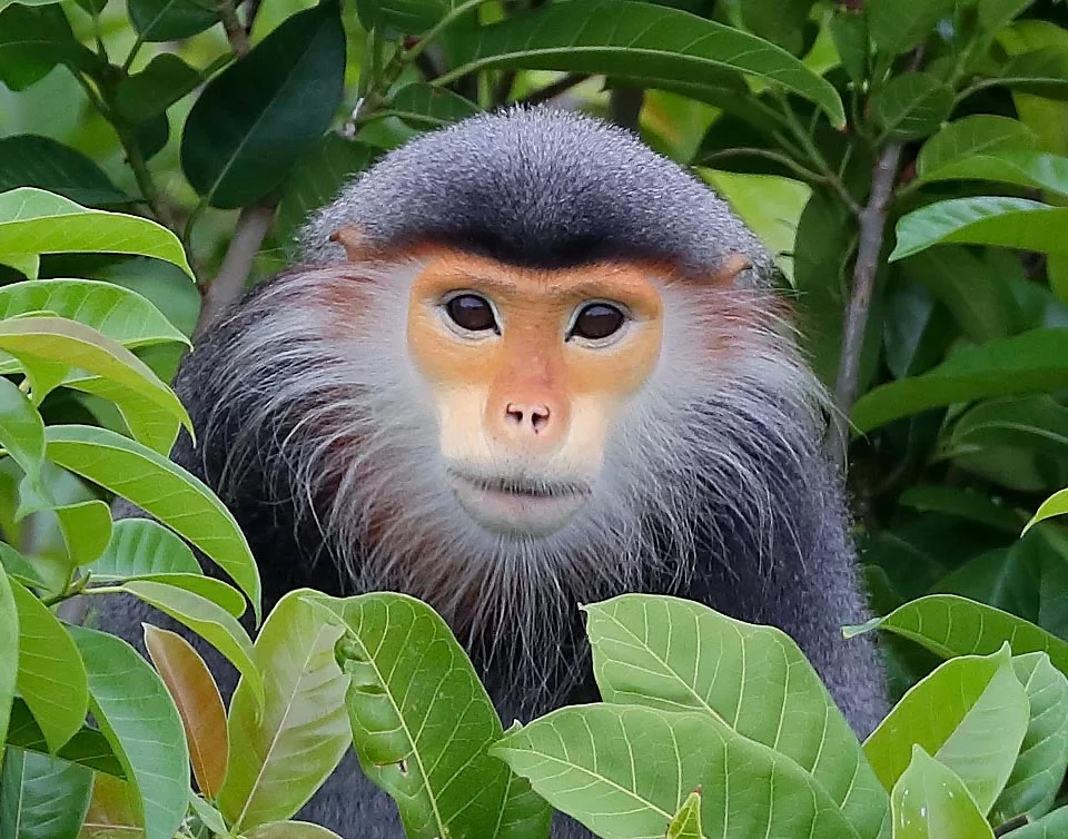 1. Chà vá chân nâu (Pygathrix nemaeus): Chà vá chân nâu là một trong những loài linh trưởng đẹp nhất thế giới với bộ lông rực rỡ, chân màu nâu đỏ, thân màu xám, và khuôn mặt sáng. Loài thú này sống chủ yếu trên cây và ăn lá, trái cây, hoa và vỏ cây. Do môi trường sống bị phá hủy, loài này hiện đang bị đe dọa nghiêm trọng. (Ảnh: Monaco Nature Encyclopedia)