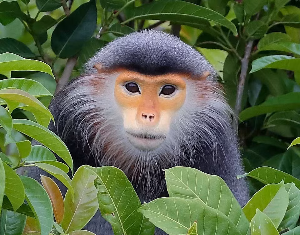 1. Chà vá chân nâu (Pygathrix nemaeus): Chà vá chân nâu là một trong những loài linh trưởng đẹp nhất thế giới với bộ lông rực rỡ, chân màu nâu đỏ, thân màu xám, và khuôn mặt sáng. Loài thú này sống chủ yếu trên cây và ăn lá, trái cây, hoa và vỏ cây. Do môi trường sống bị phá hủy, loài này hiện đang bị đe dọa nghiêm trọng. (Ảnh: Monaco Nature Encyclopedia)