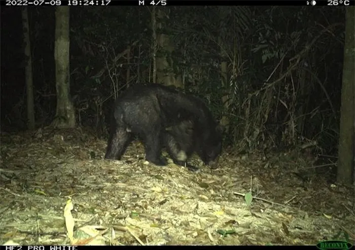 5. Gấu ngựa (Ursus thibetanus): Gấu ngựa có lông đen và một vệt trắng hình chữ V trên ngực. Chúng sống trong các khu rừng rậm rạp và có thói quen ăn tạp, từ trái cây, côn trùng đến động vật nhỏ. Gấu ngựa đang bị đe dọa nghiêm trọng do săn bắt và mất môi trường sống.(Ảnh: ĐC-KNT)