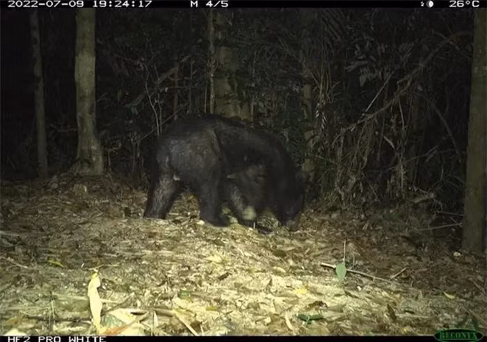5. Gấu ngựa (Ursus thibetanus): Gấu ngựa có lông đen và một vệt trắng hình chữ V trên ngực. Chúng sống trong các khu rừng rậm rạp và có thói quen ăn tạp, từ trái cây, côn trùng đến động vật nhỏ. Gấu ngựa đang bị đe dọa nghiêm trọng do săn bắt và mất môi trường sống.(Ảnh: ĐC-KNT)
