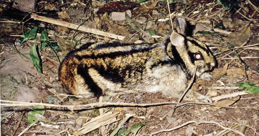 3. Thỏ vằn (Nesolagus timminsi): Thỏ vằn là loài thỏ hiếm hoi với bộ lông màu nâu đỏ có sọc đen. Chúng thường sống ở các vùng rừng núi cao, dưới tán cây rậm rạp. Thỏ vằn chủ yếu hoạt động về đêm và rất khó để quan sát trong tự nhiên. Đây là một loài đặc hữu của Việt Nam và Lào và đang đối mặt với nguy cơ tuyệt chủng do mất môi trường sống.(Ảnh: Species New to Science)