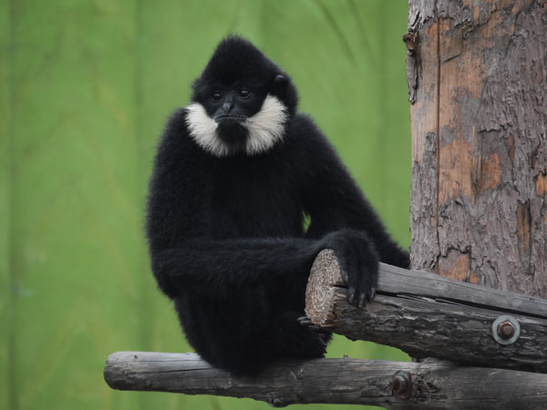 2. Vượn Siki (Nomascus siki): Vượn siki có tiếng hót đặc trưng, vang xa và có thể được nghe thấy từ xa. Bộ lông của vượn siki có màu đen đối với con đực và vàng cam đối với con cái. Chúng sinh sống ở các khu rừng thường xanh, trên độ cao từ 200 đến 1.200 mét. Tình trạng mất rừng và săn bắt đã đặt loài này vào danh sách nguy cấp.(Ảnh: ZOOINSTITUTES)