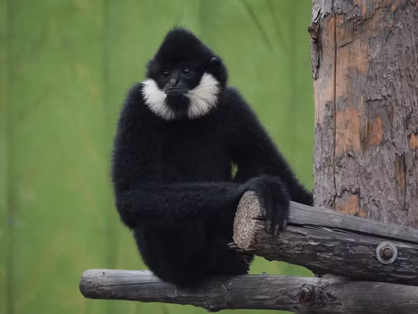 2. Vượn Siki (Nomascus siki): Vượn siki có tiếng hót đặc trưng, vang xa và có thể được nghe thấy từ xa. Bộ lông của vượn siki có màu đen đối với con đực và vàng cam đối với con cái. Chúng sinh sống ở các khu rừng thường xanh, trên độ cao từ 200 đến 1.200 mét. Tình trạng mất rừng và săn bắt đã đặt loài này vào danh sách nguy cấp.(Ảnh: ZOOINSTITUTES)