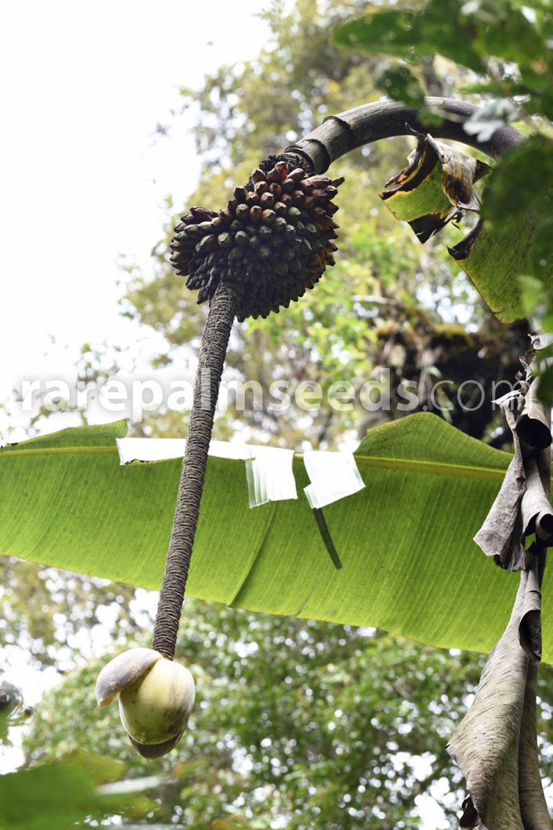 Musa ingens chủ yếu sống trong các khu rừng nhiệt đới ở Papua New Guinea, nơi chúng có thể phát triển mạnh mẽ nhất. Điều kiện khí hậu ấm áp và độ ẩm cao của vùng này tạo điều kiện lý tưởng cho giống chuối khổng lồ này phát triển. Dù có kích thước khổng lồ, giống chuối này lại khá hiếm, và hạt giống của chúng cũng khó tìm. (Ảnh: Rare Palm Seeds)