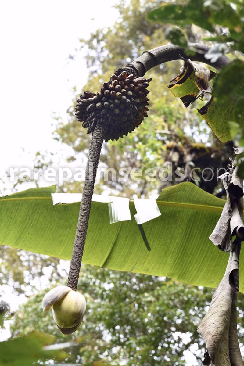 Musa ingens chủ yếu sống trong các khu rừng nhiệt đới ở Papua New Guinea, nơi chúng có thể phát triển mạnh mẽ nhất. Điều kiện khí hậu ấm áp và độ ẩm cao của vùng này tạo điều kiện lý tưởng cho giống chuối khổng lồ này phát triển. Dù có kích thước khổng lồ, giống chuối này lại khá hiếm, và hạt giống của chúng cũng khó tìm. (Ảnh: Rare Palm Seeds)