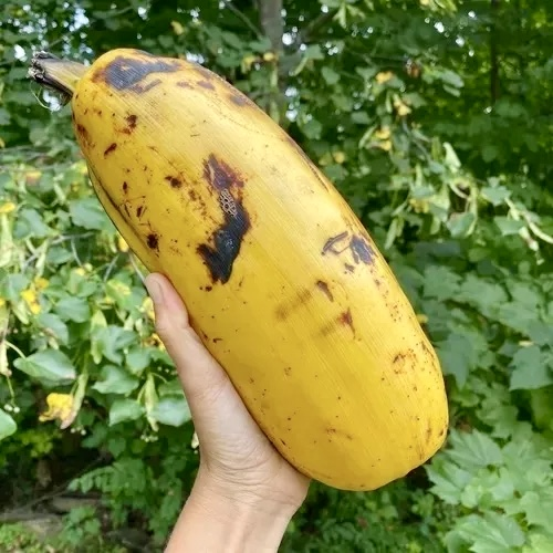 Papua New Guinea, một đất nước nằm gần đường xích đạo về phía Đông Nam của châu Á, nổi tiếng với hệ sinh thái phong phú và đa dạng. Trong số những kỳ quan thiên nhiên đặc biệt của vùng đất này, giống chuối khổng lồ Musa ingens nổi bật lên như một biểu tượng của sự kỳ diệu và độc đáo. (Ảnh: Tropical Plantae)